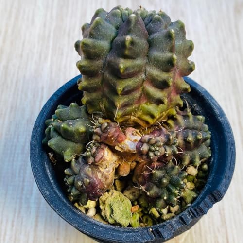 ギムノカリキウム」の人気商品一覧 | 安い商品を通販サイトから探す